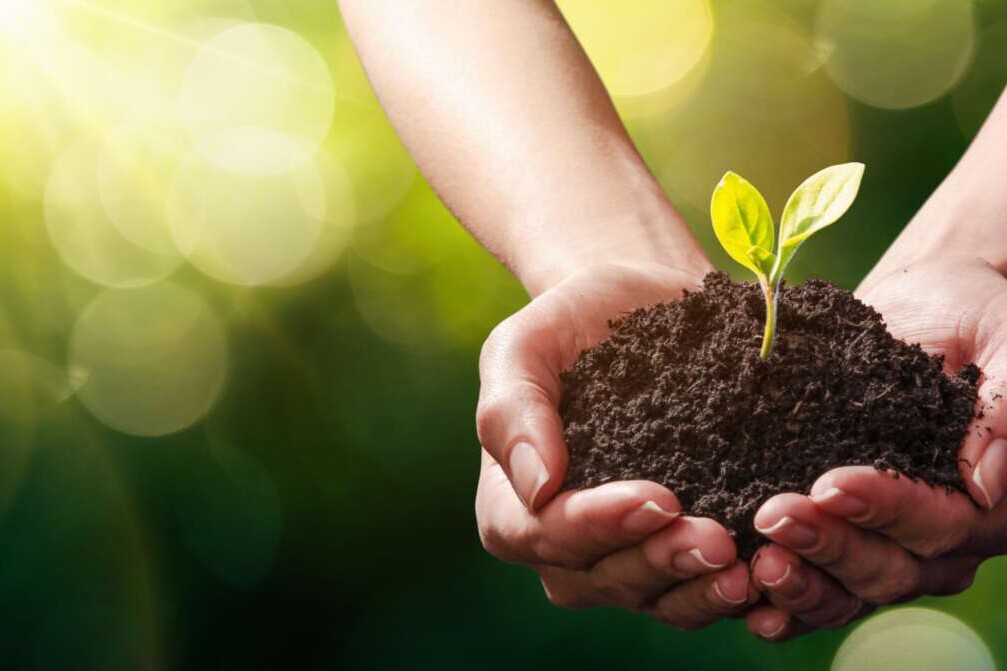 Nahaufnahme eines Pflanzensprösslings in Händen.