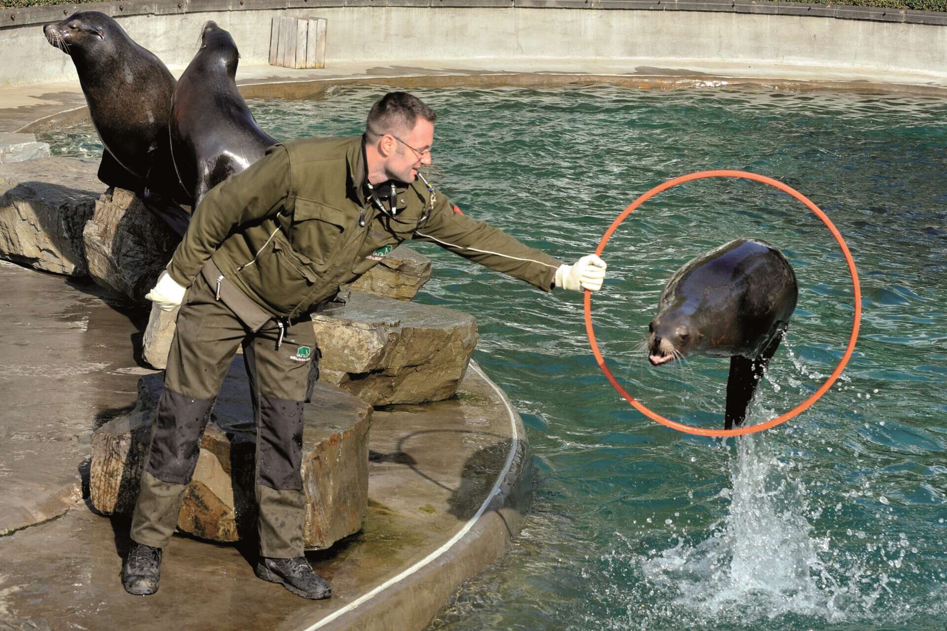 Tierpfleger mit Seehunden 